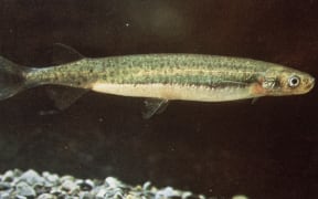 Inanga