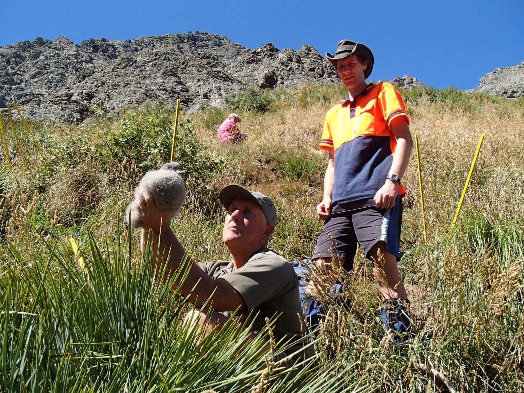 Kaikoura wildlife: the science
Alison Ballance
