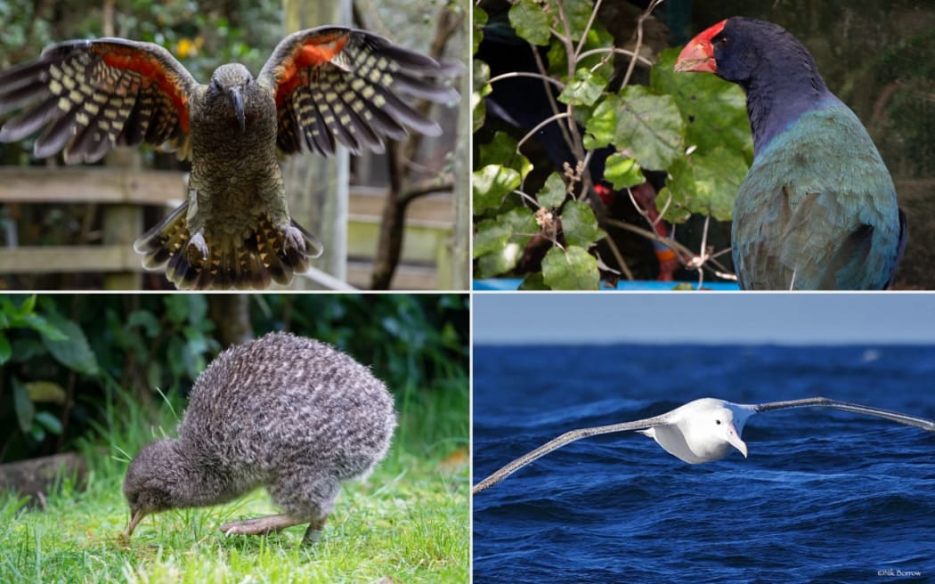 A compilation image of kea, takahe, little spotted kiwi and antipodean albatross.