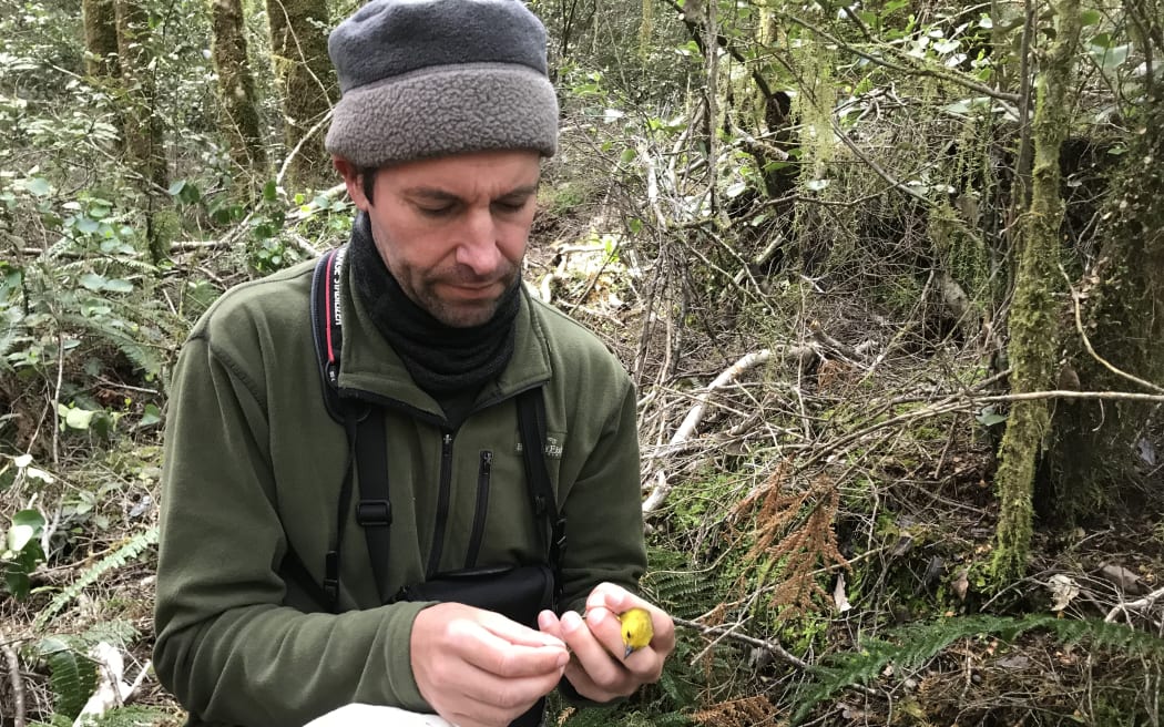 A man in a green fleece and grey beanie sitting in the bush clutches a small bright yellow bird in one hand and uses his other hand to affix a tiny metal band to the bird's leg.