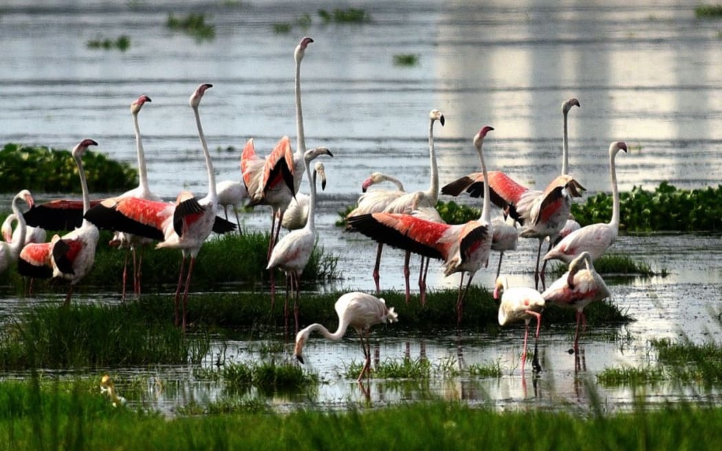 Pallikaranai wetland, a freshwater marsh in the city of Chennai.