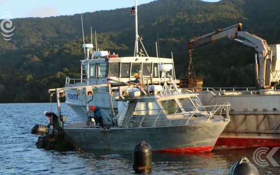 Stewart Island oyster cull underway