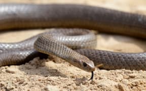 A deadly Australia eastern brown snake -- which has enough venom to kill 20 adults with a single bite -- is photographed in the Sydney suburb of Terrey Hills on September 25, 2012., in the Sydney on October 3, 2012.  Australia is home to 20 of the world's 25 most venomous snakes, including the entire top 10, from which a single scratch from a venom-coated tooth can be enough to paralyse the heart, diaphragm and lungs.  Several species are found in urban areas along the populous east coast.  According to official estimates there are about 3,000 snake bites in Australia every year, 300-500 of which will receive anti-venom treatment. An average of two will prove fatal.  AFP PHOTO/William WEST (Photo by WILLIAM WEST / AFP)