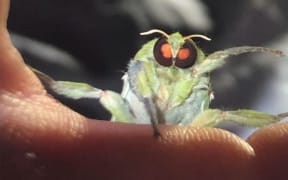 Puriri Moth