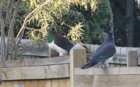 North West Wildlink