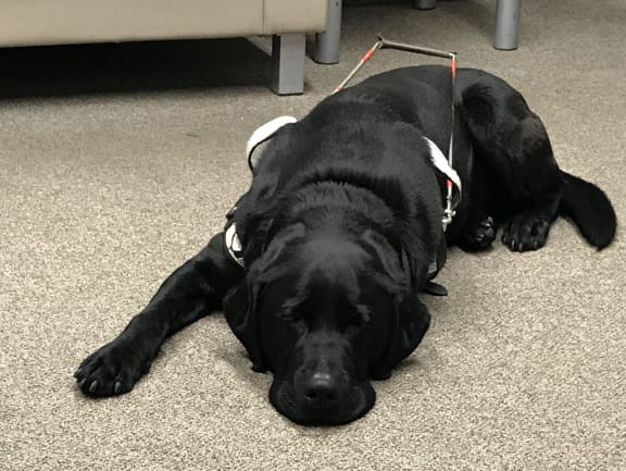 A good dog.