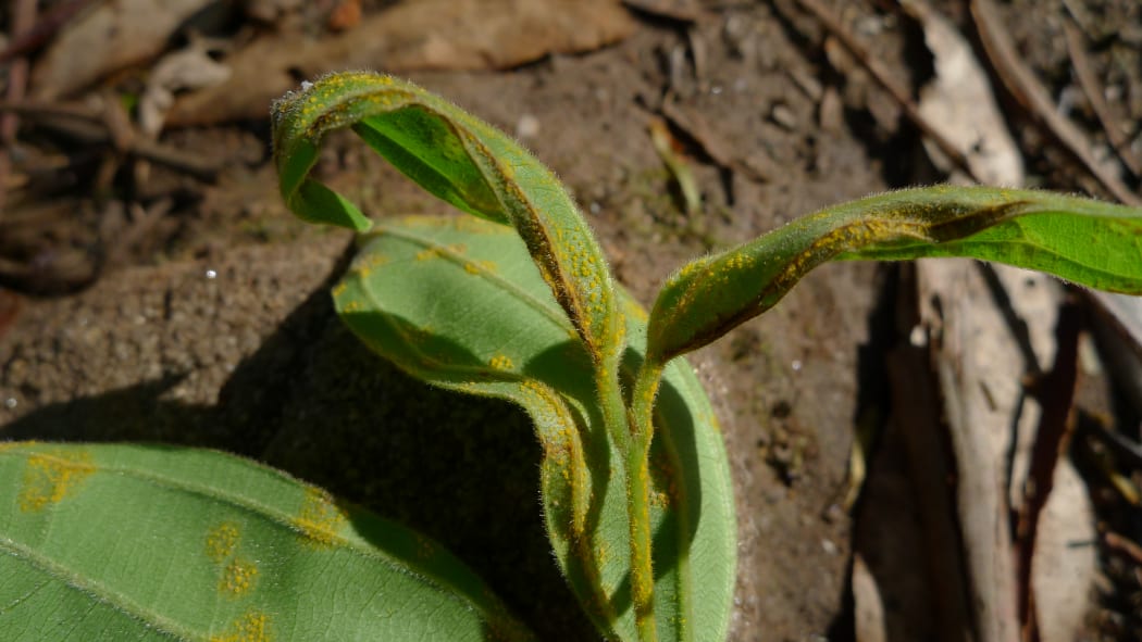 Myrtle rust on the new leaf shoots of a Brush Turpentine, Rhodamnia rubescens. Royal National Park, New South Wales, Australia.