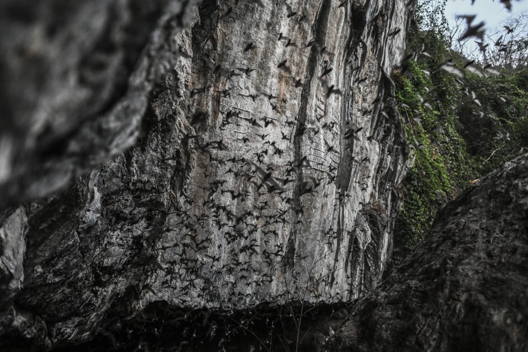 Bats fly out from Linno Gu cave in Hpa-An, Karen State on March 1, 2020.