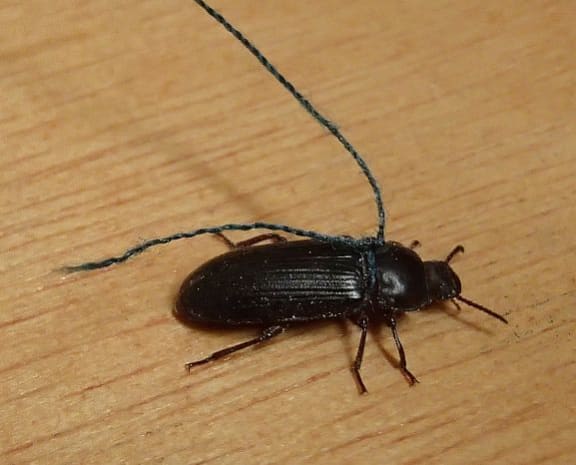 Meet Terrified Pete, a mealworm beetle that is harnessed so it can be used for 'beetling'. This is a technique invented by Vikki Smith to lure trapdoor spiders out of their tunnels.