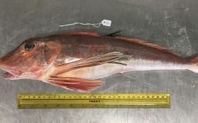 An Otago University research examined a sample of 155 fish from 10 species in New Zealand's southern waters, including red cod and tarakihi, to observe if microplastics were present.