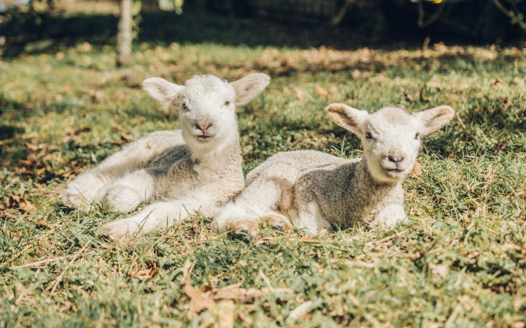 Spring lambs