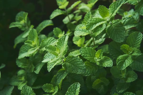 If you've got a small garden and you don't want to be overrun with mint, you’ll need to constrain its colonising instincts.