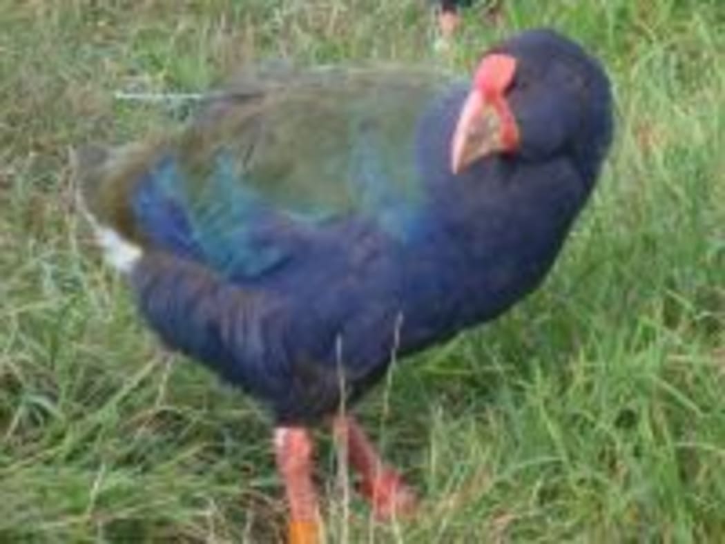 In 1948, news that a bird that was thought to be extinct had been rediscovered made headlines around the world.