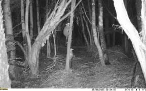 A possum caught on camera.
