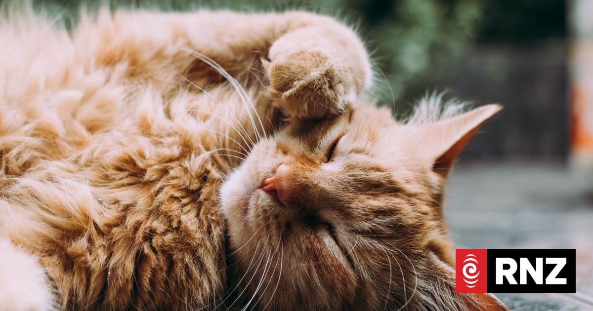 Does your will cover your pet?