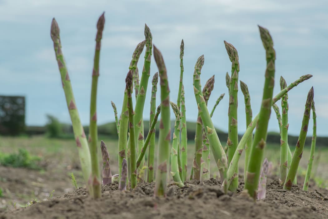 Asparagus growing in Horowhenua