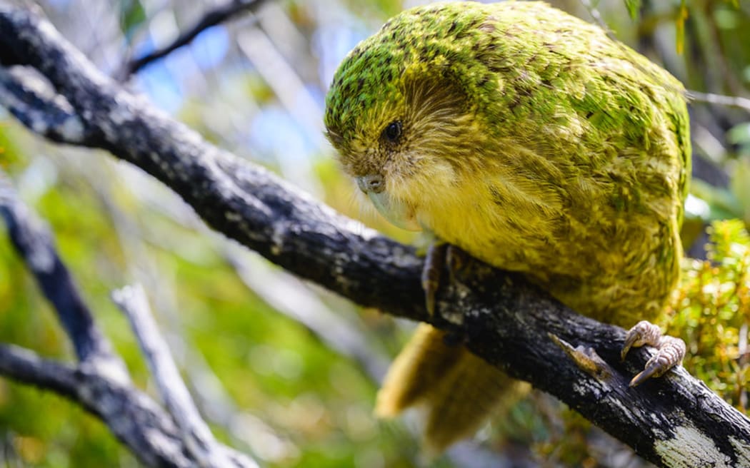 Bird of the Year - Figure 2