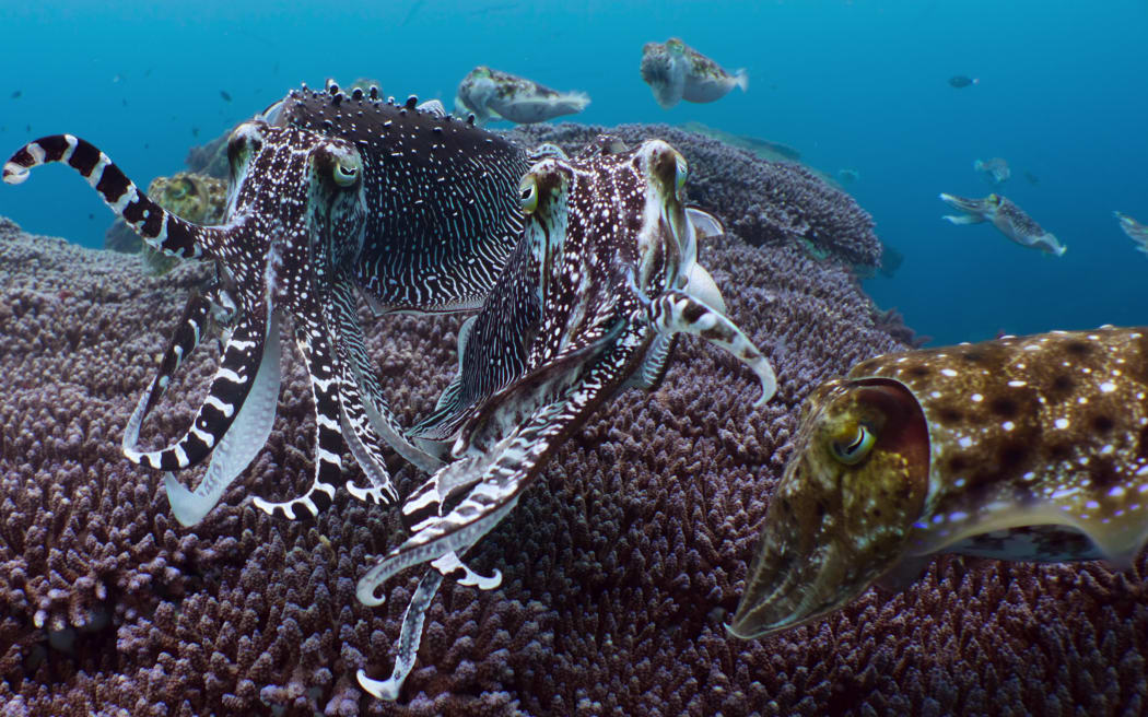Our Oceans. Cr. Courtesy of Netflix © 2024