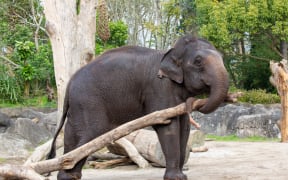 Elephant Burma at Auckland Zoo.