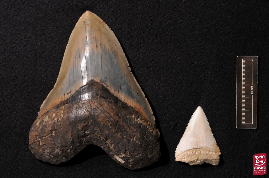 Fossil tooth of the extinct “megatooth shark”, Carcharodon megalodon (left) and, for comparison, a tooth from the living great white shark (right).