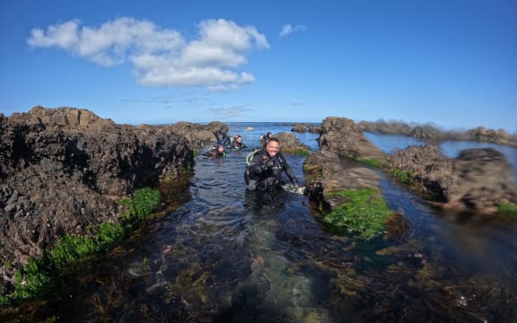 Dive Wellington runs sessions in the Taputeranga Marine Reserve almost everyday. 
