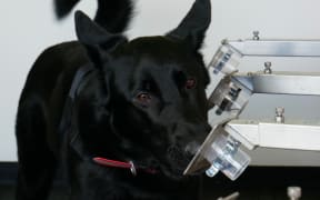 Levi detecting bowel cancer