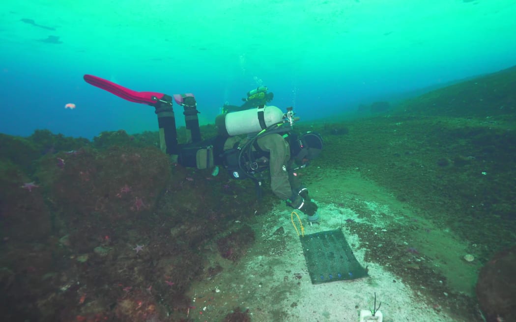 A diver in full SCUBA gear floats in blue water above the rocky seafloor. The diver has placed a mat onto the seafloor.