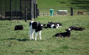 North Otago dairy farming around the infected farm.