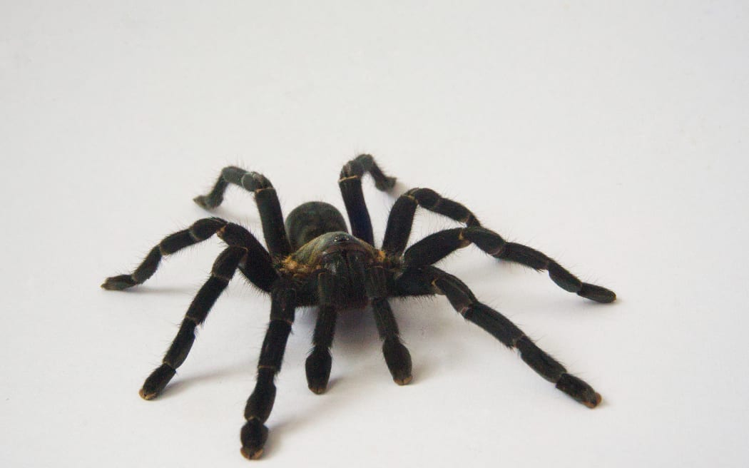 Asian species Tarantula spider, found in Thailand.