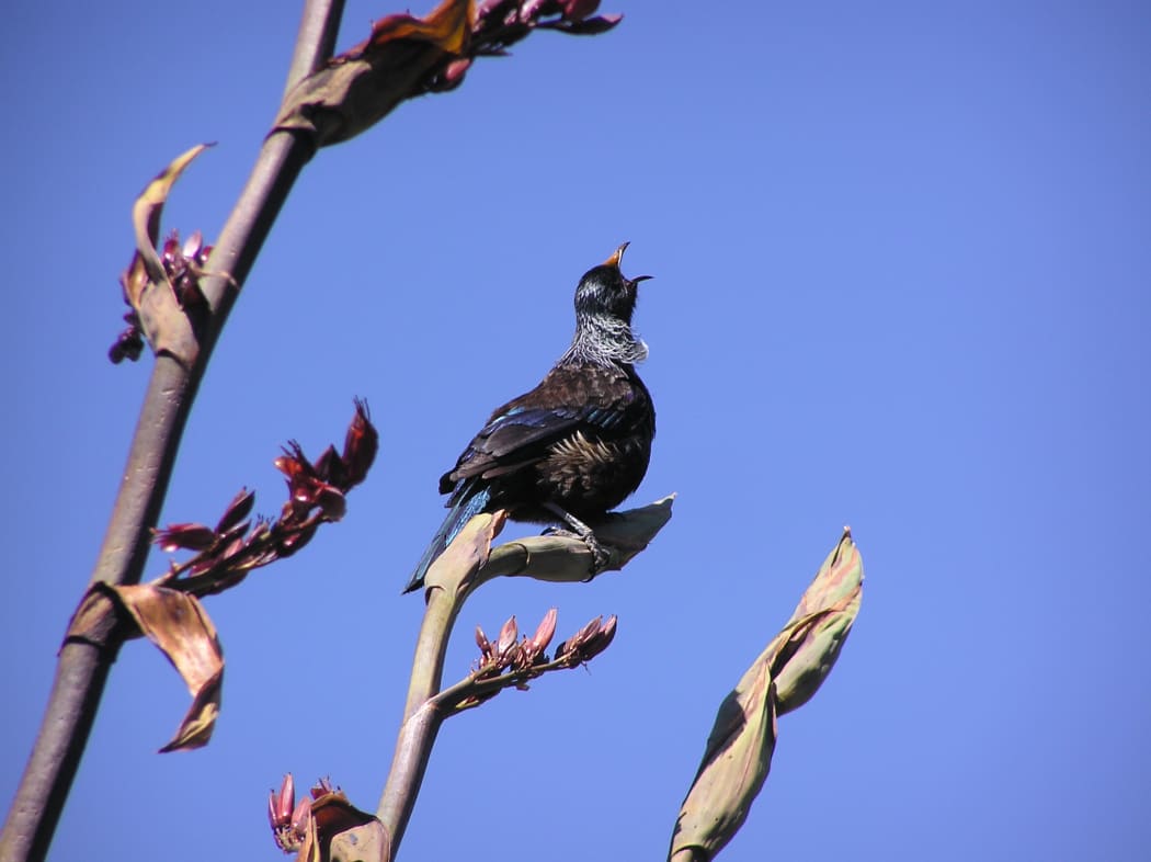 Tui have a repertoire of beautiful songs and are excellent mimics.