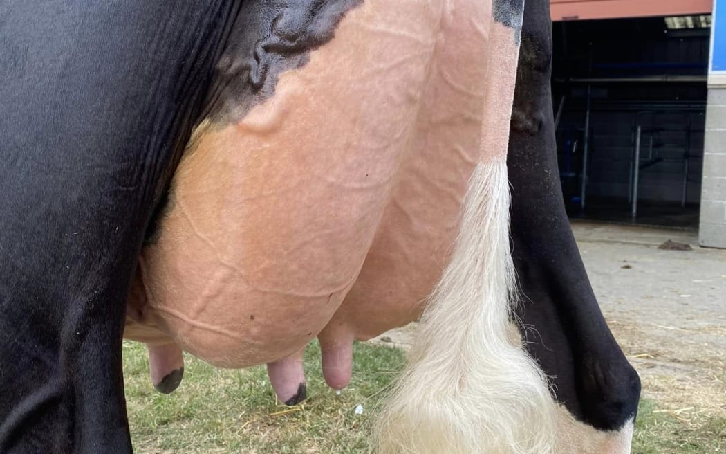 Sherraine Holsteins