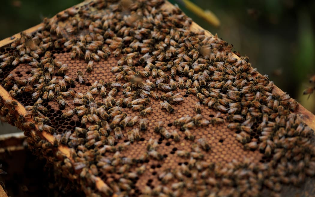 120314. Photo Diego Opatowski / Radio NZ. Beekeeper Colin Pearce working with his honey bees.