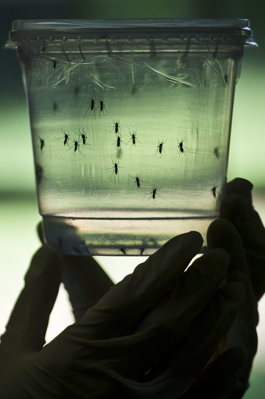 Aedes aegypti mosquitos, which can carry the zika virus, are seen in containers at a lab in Sao Paulo, Brazil.