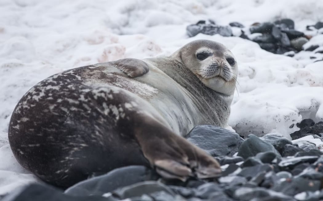 A leopard seal.