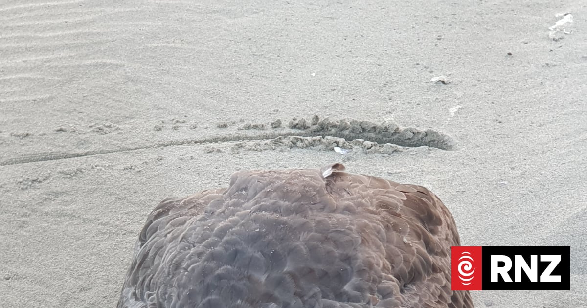 Giant petrel found dead on Farewell Spit to be tested for bird flu