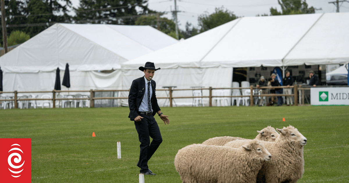 Country Life: Sheep Dog test Aussie v NZ