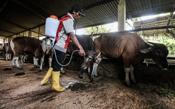 Indonesia's government reported on Monday (June 13) that more than 151.000 livestock had been infected by foot and mouth disease in 18 of the country's 34 provinces, with the number of infected livestock growing quickly from 20.000 less than a month ago.