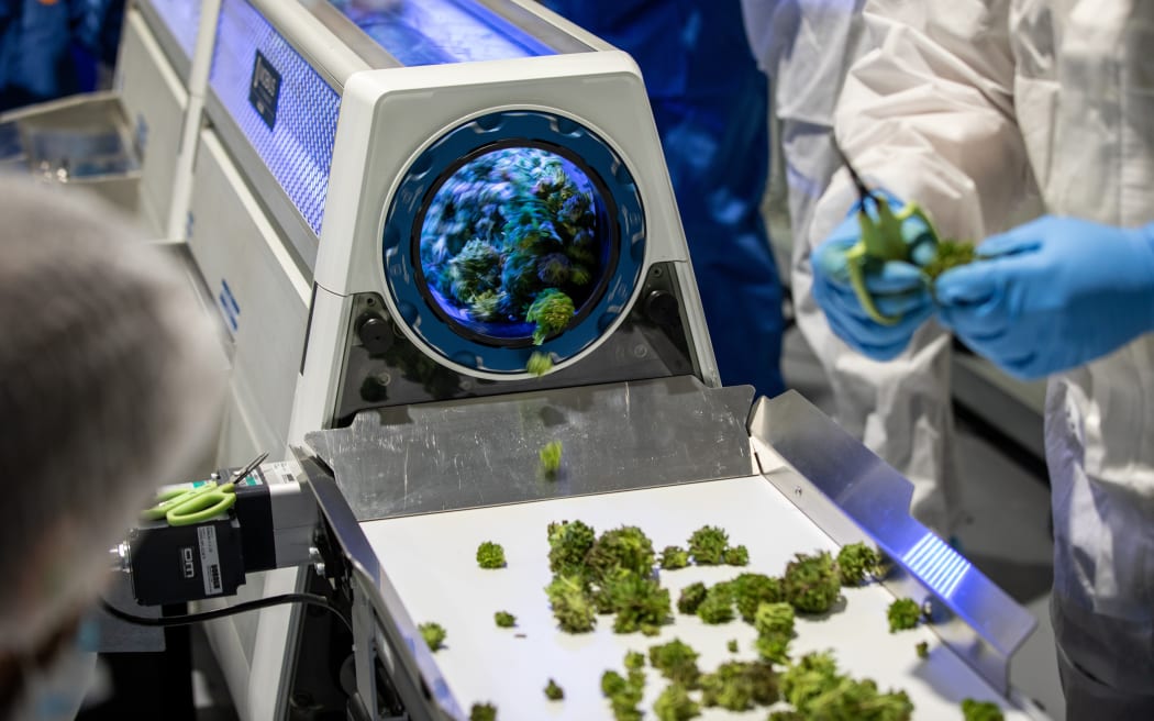 Cannabis farm Puro