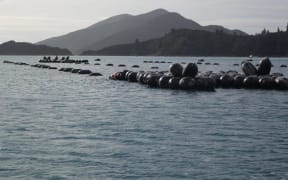 Marlborough Mussel Farm