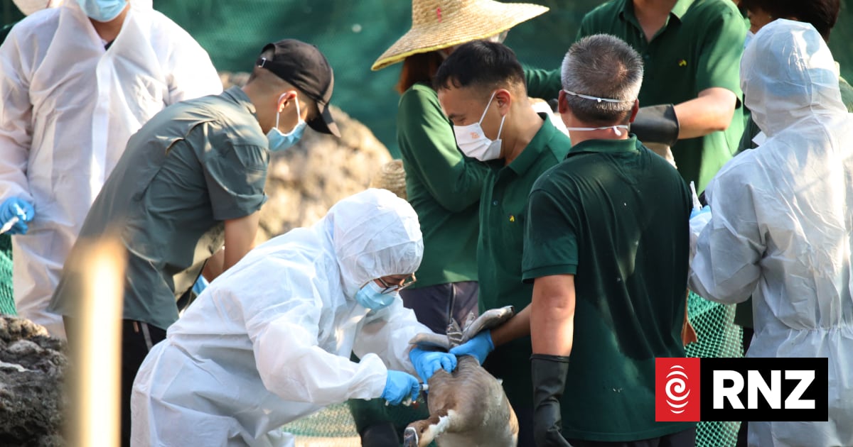 Bird flu in NZ: 'It could be any day now'