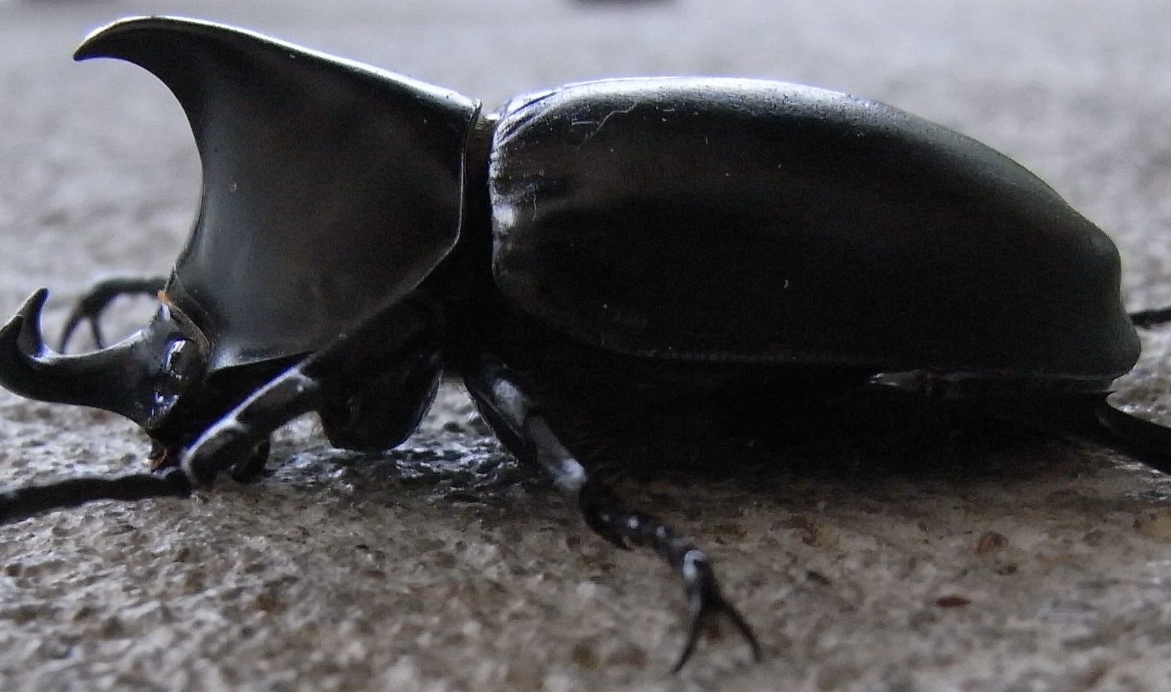 rhinoceros beetle