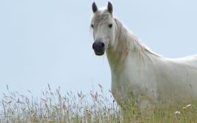 1117584 - white horse