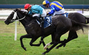 Danielle Johnson in action at Auckland Cup day 2015.