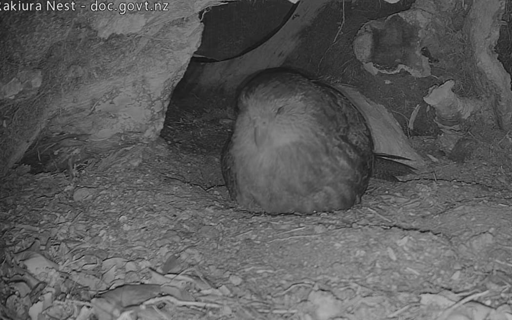 Rakiura a female kākāpō is being livestreamed from her nest.