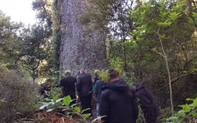Te Kawerau a Maki announced a rahui to discourage people from visiting the Waitakere Ranges in a bid to stop the spread of kauri dieback.Te Kawerau a Maki announced a rahui to discourage people from visiting the Waitakere Ranges in a bid to stop the spread of kauri dieback.