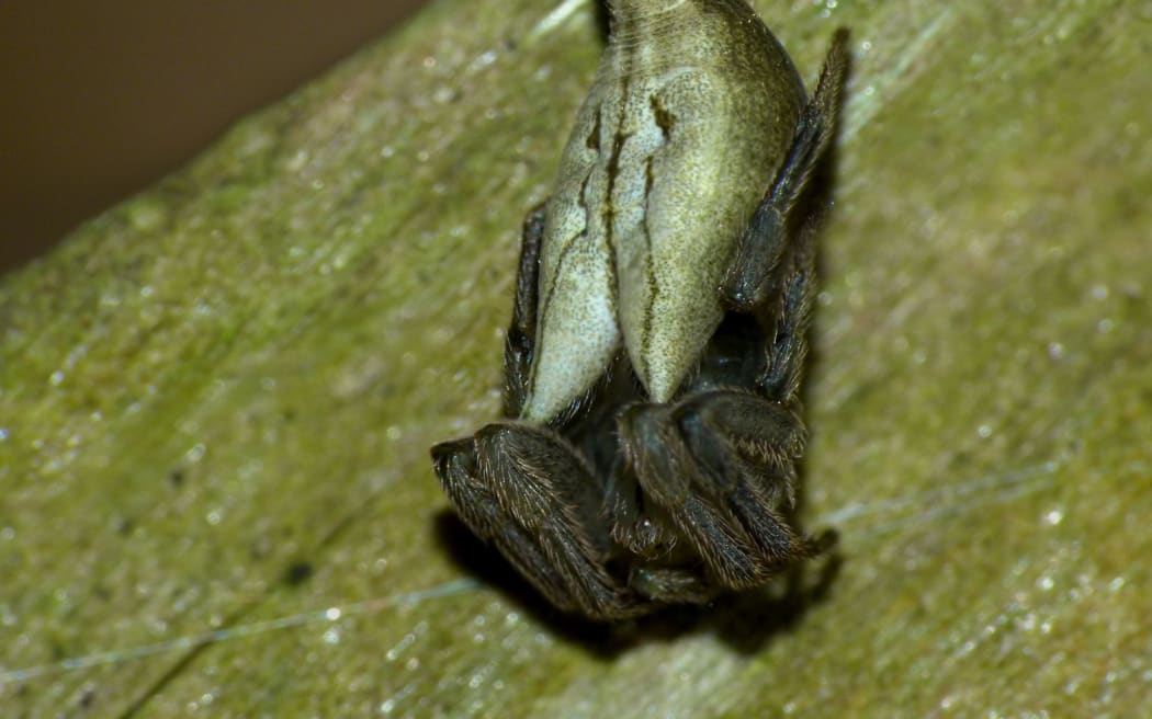 Female Tailed Forest Spider