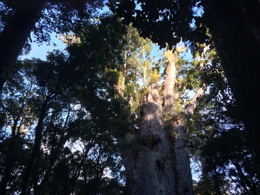 Te Mātua Ngāhere, Waipoua Forest, Northland.