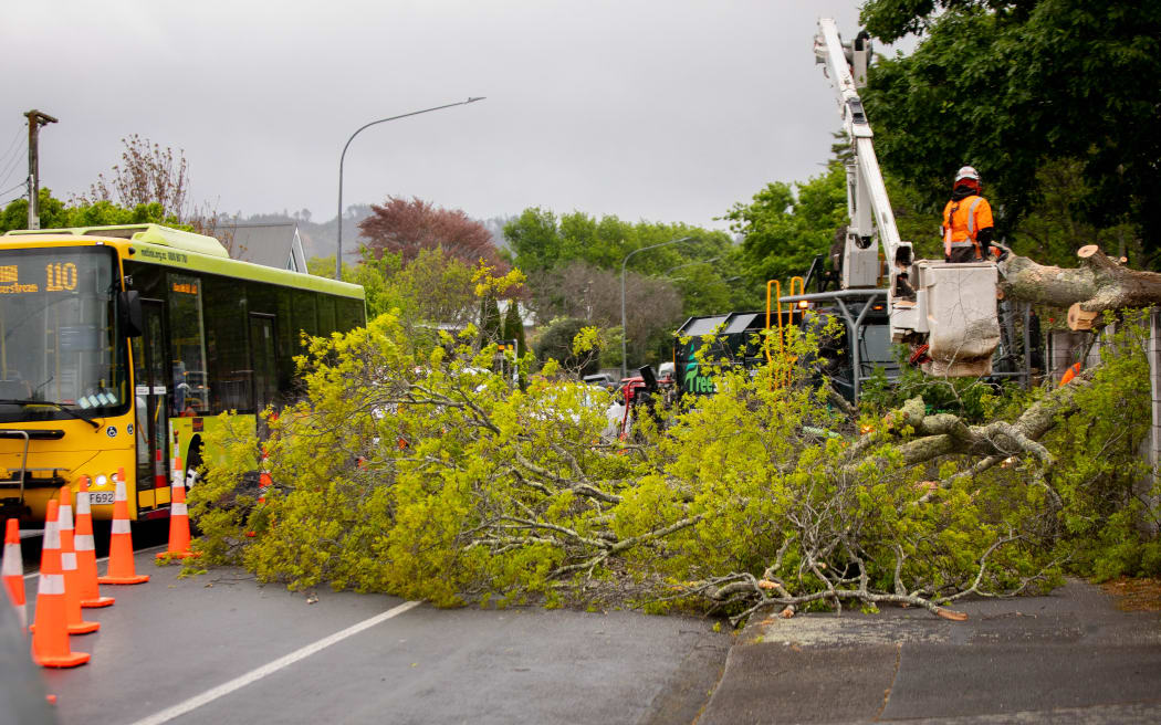 Upper Hutt tree on the road