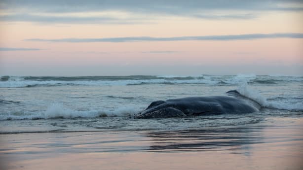 Stranded humpback whale to be euthanised | RNZ