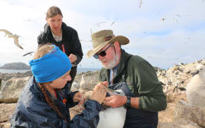 Robin Long and Dave Houston take an albatross swab sample